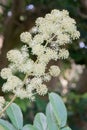 Elk clover, Aralia californica, white-green inflorescence